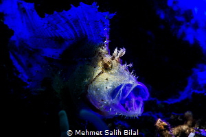Yawning. by Mehmet Salih Bilal 